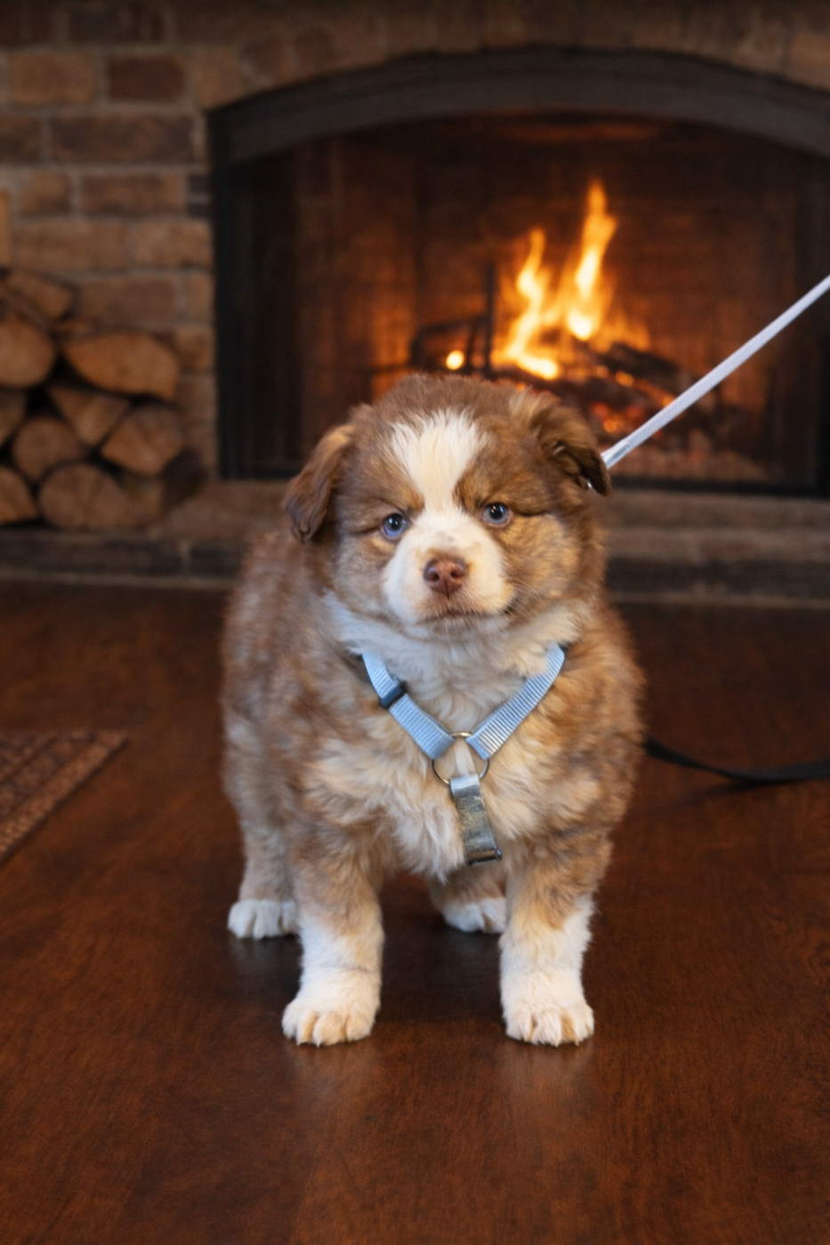 Du Sapin Vert - Chiots disponibles - Berger Américain Miniature 