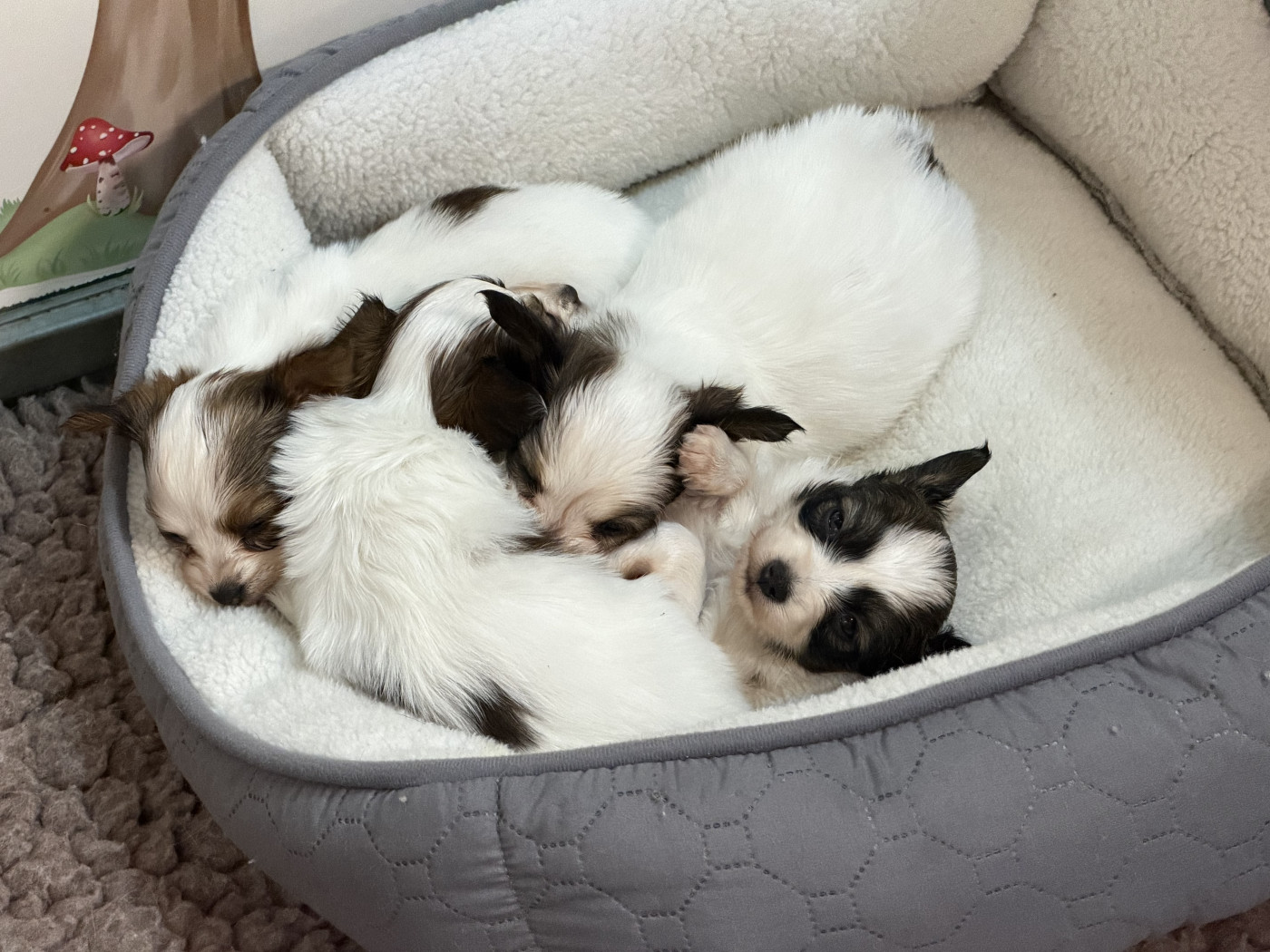 Chiot Epagneul nain Continental (Papillon) Du Sapin Vert