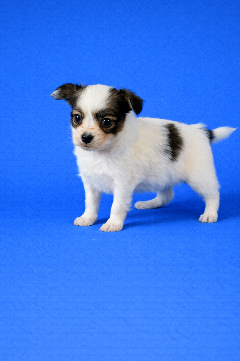 Du Sapin Vert - Chiots disponibles - Epagneul nain Continental (Papillon)