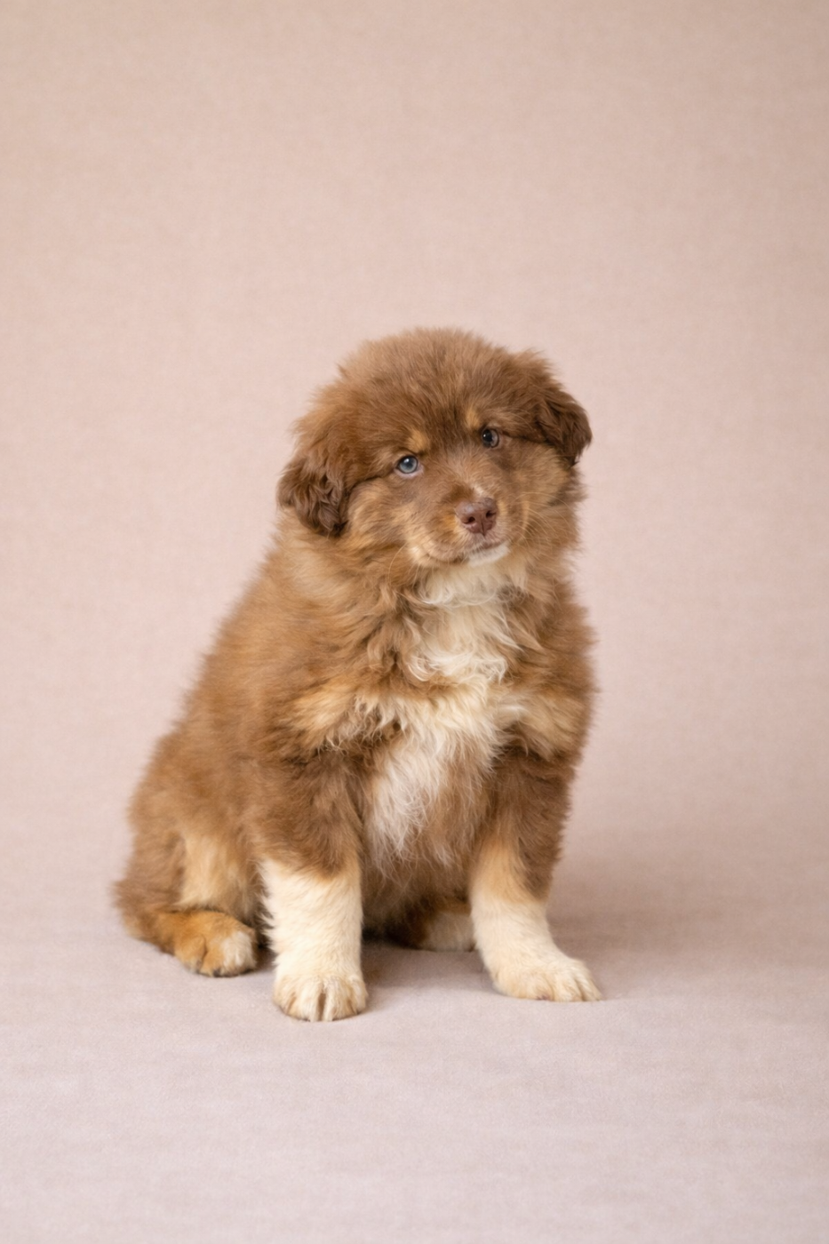 Du Sapin Vert - Chiots disponibles - Berger Américain Miniature 