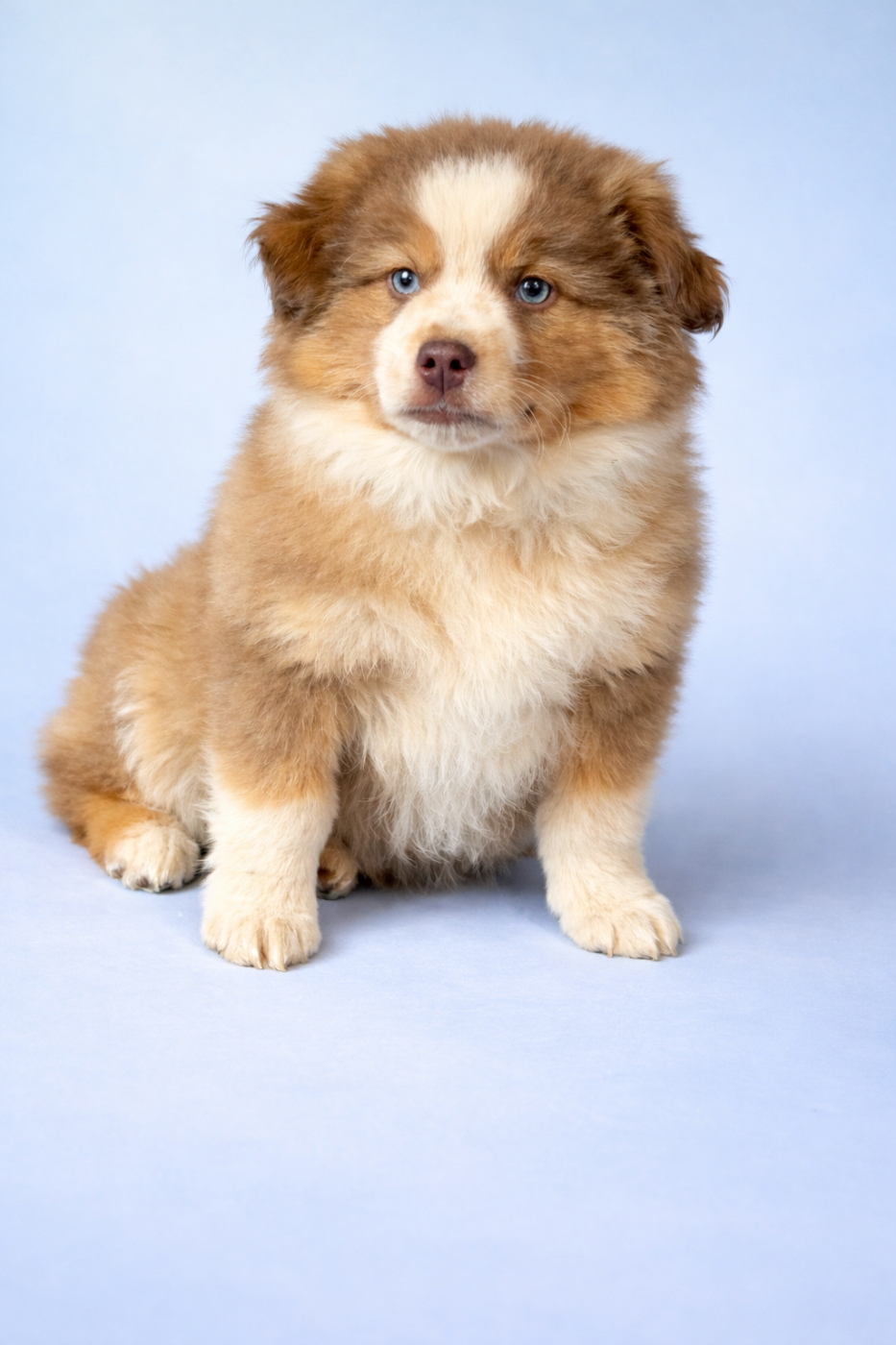 Du Sapin Vert - Chiots disponibles - Berger Américain Miniature 