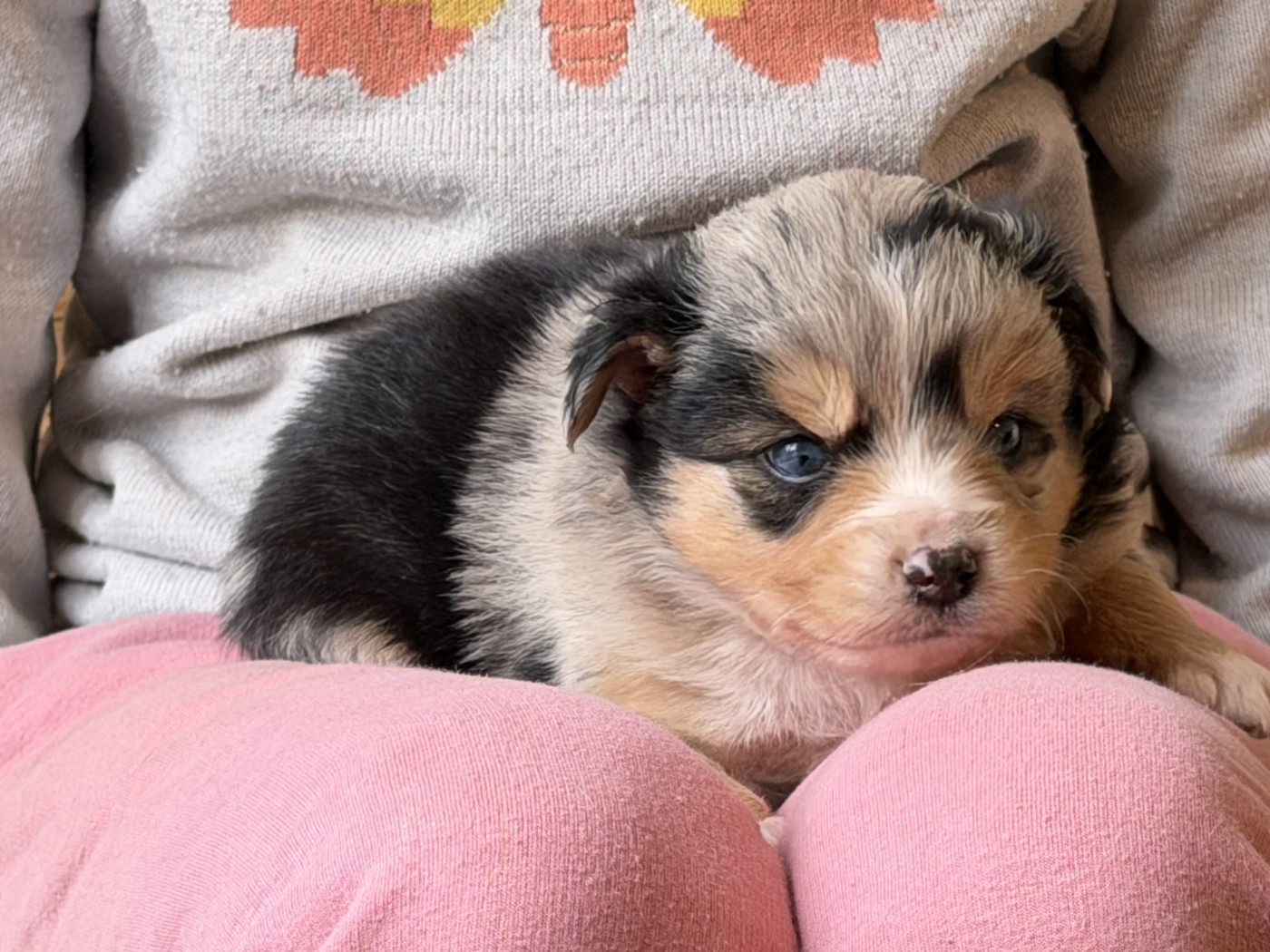 Du Sapin Vert - Chiots disponibles - Berger Américain Miniature 