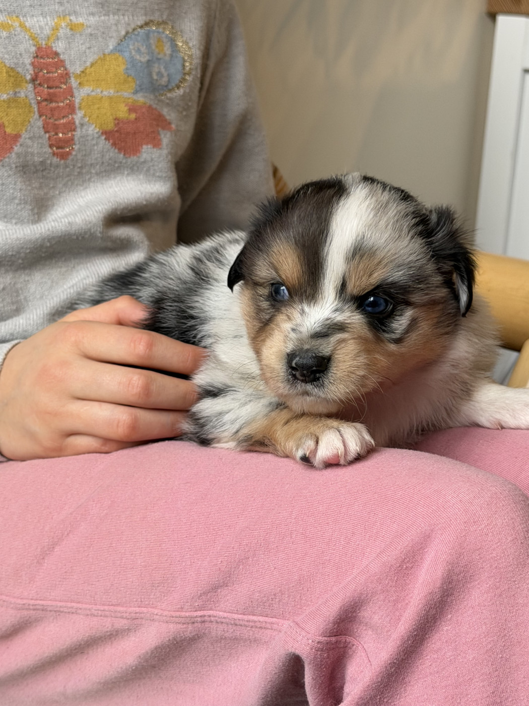 Du Sapin Vert - Chiots disponibles - Berger Américain Miniature 