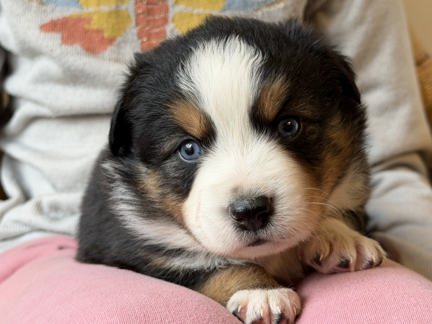 Du Sapin Vert - Chiots disponibles - Berger Américain Miniature 