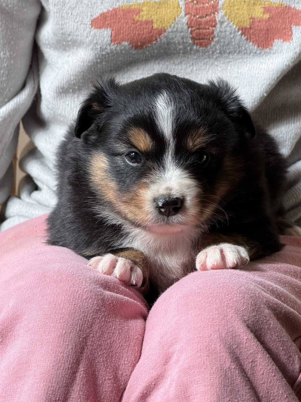 Du Sapin Vert - Chiots disponibles - Berger Américain Miniature 