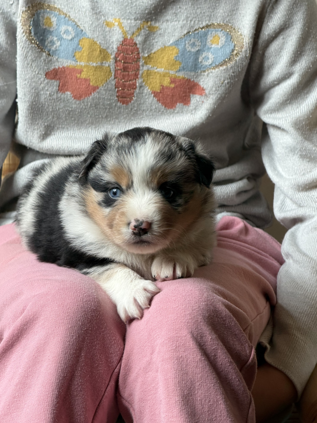 Du Sapin Vert - Chiots disponibles - Berger Américain Miniature 