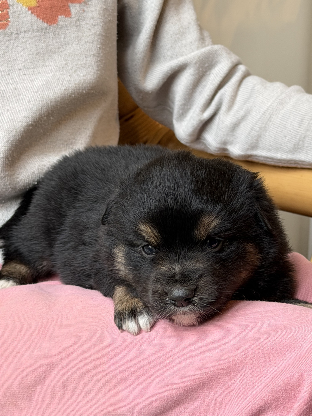 Du Sapin Vert - Chiots disponibles - Berger Américain Miniature 