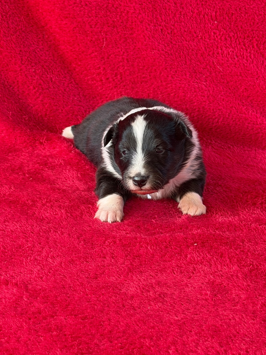 Du Sapin Vert - Chiots disponibles - Shetland Sheepdog