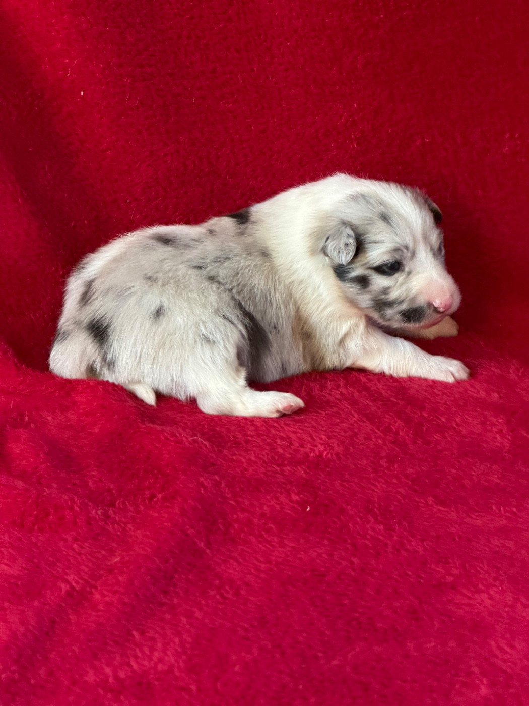 Du Sapin Vert - Chiots disponibles - Shetland Sheepdog