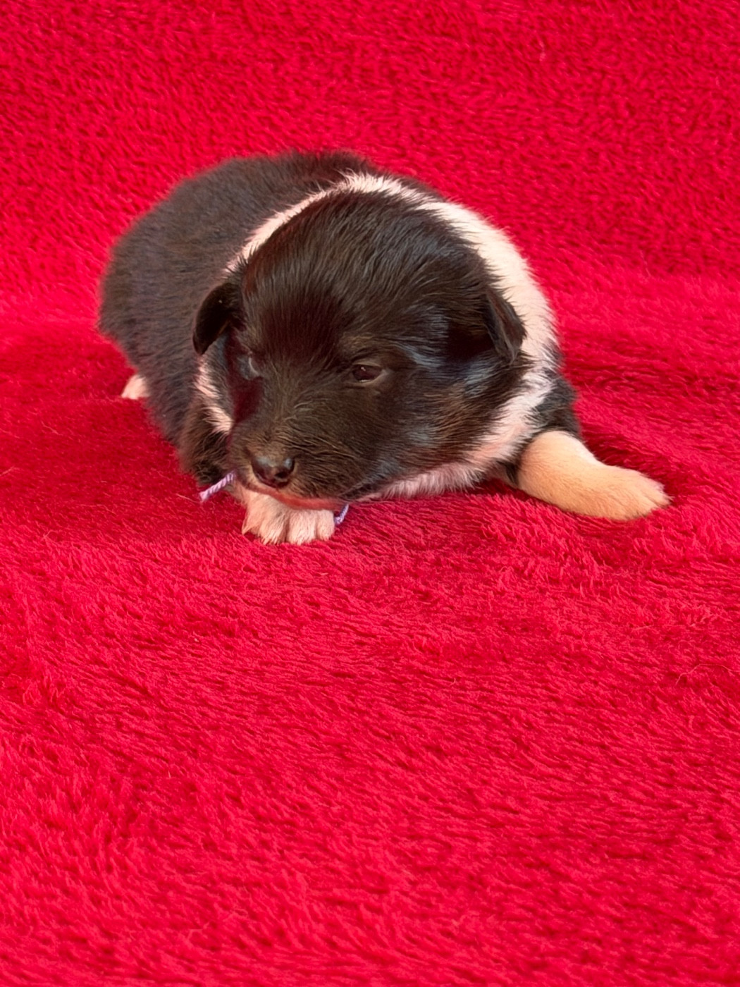 Du Sapin Vert - Chiots disponibles - Shetland Sheepdog