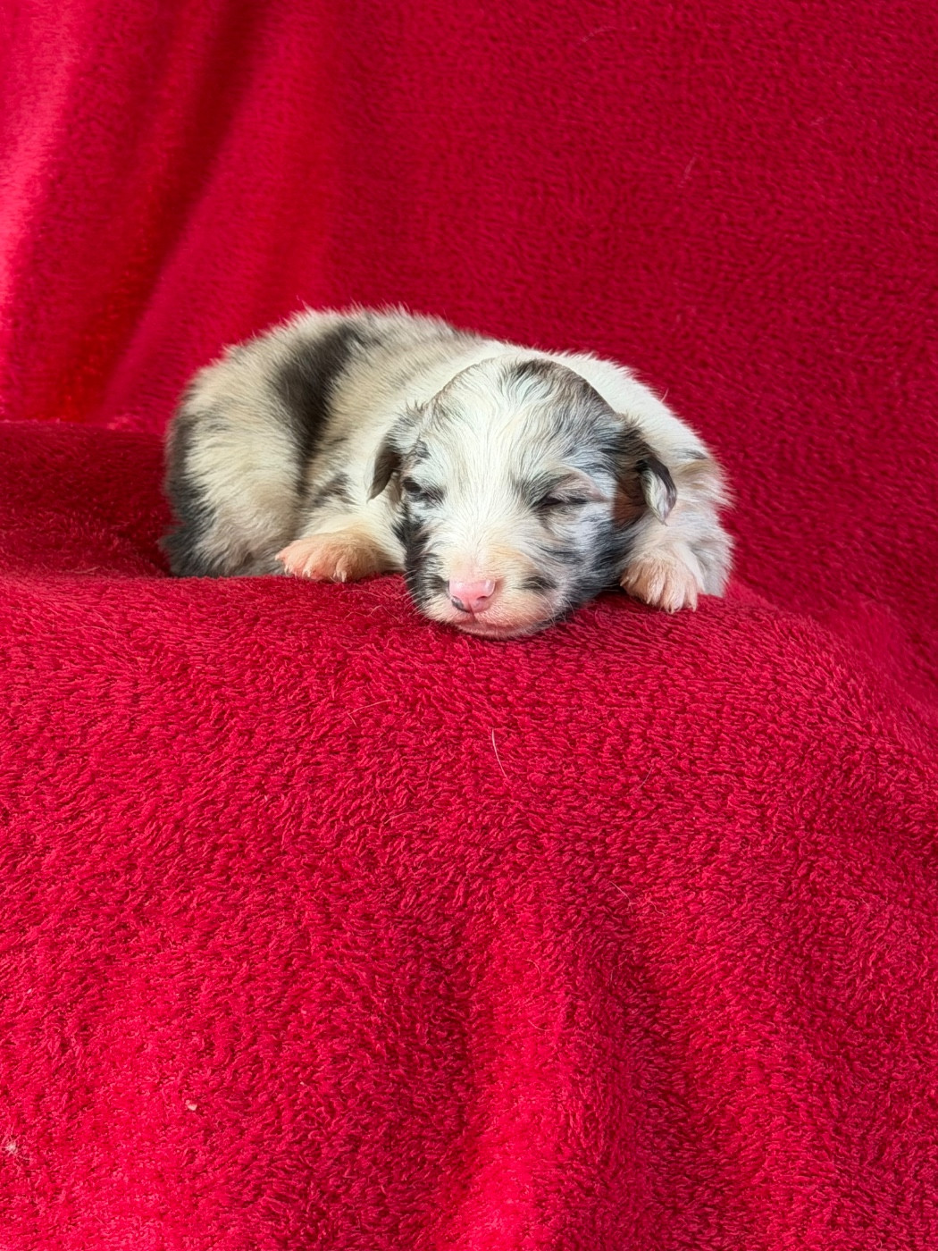 Du Sapin Vert - Chiots disponibles - Shetland Sheepdog