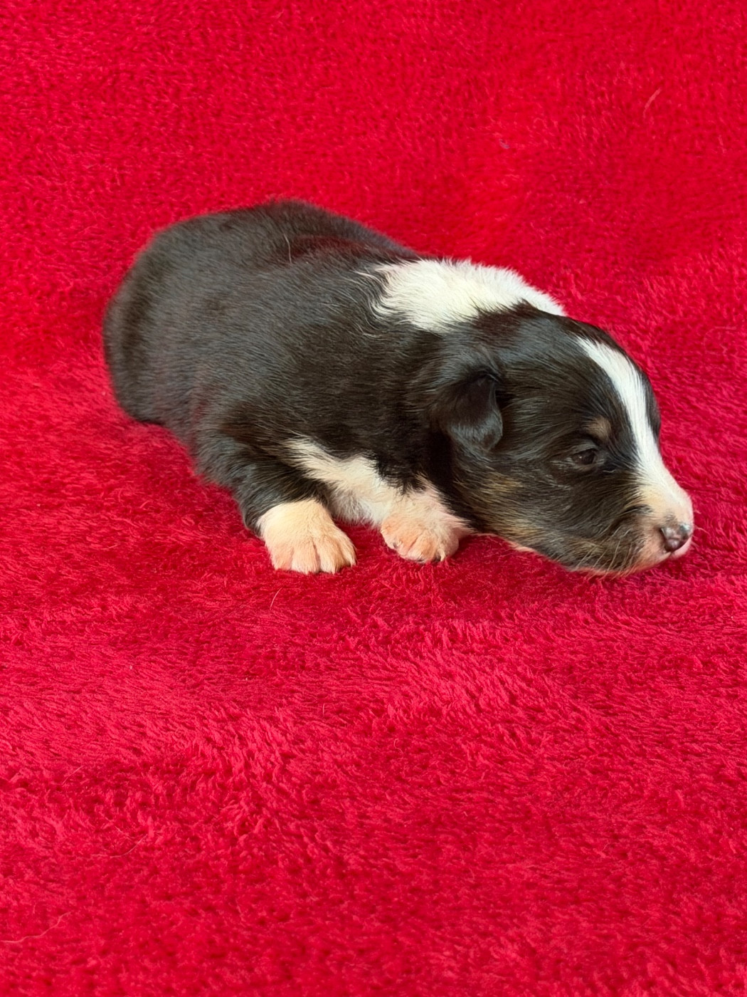 Du Sapin Vert - Chiots disponibles - Shetland Sheepdog