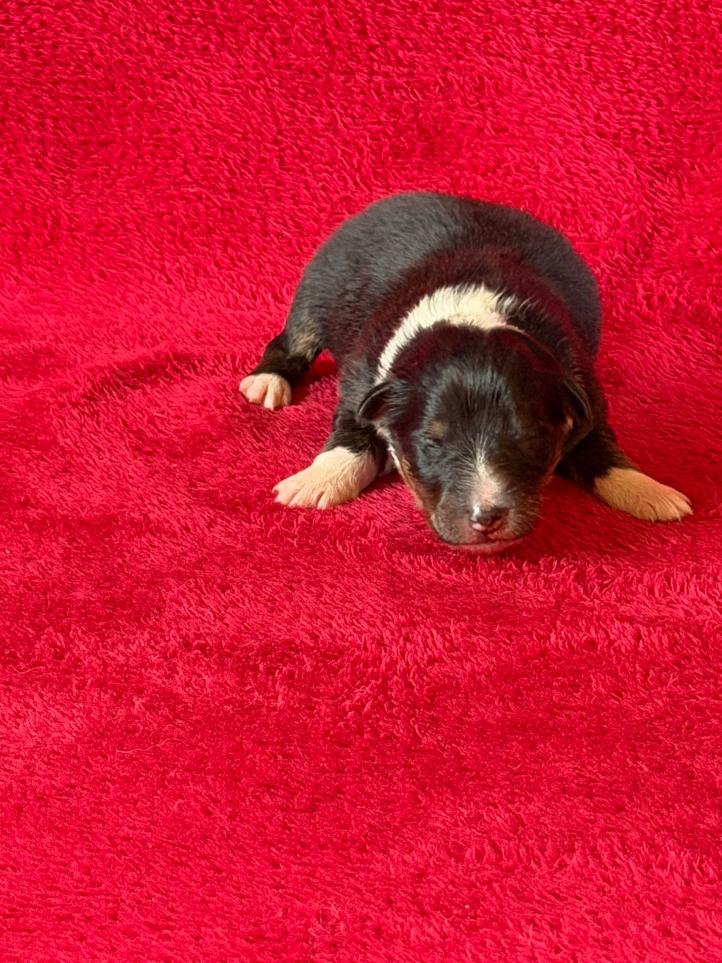 Du Sapin Vert - Chiots disponibles - Shetland Sheepdog