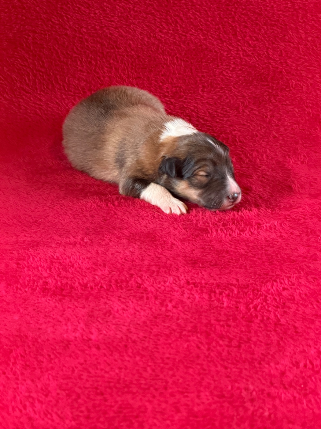 Du Sapin Vert - Chiots disponibles - Shetland Sheepdog