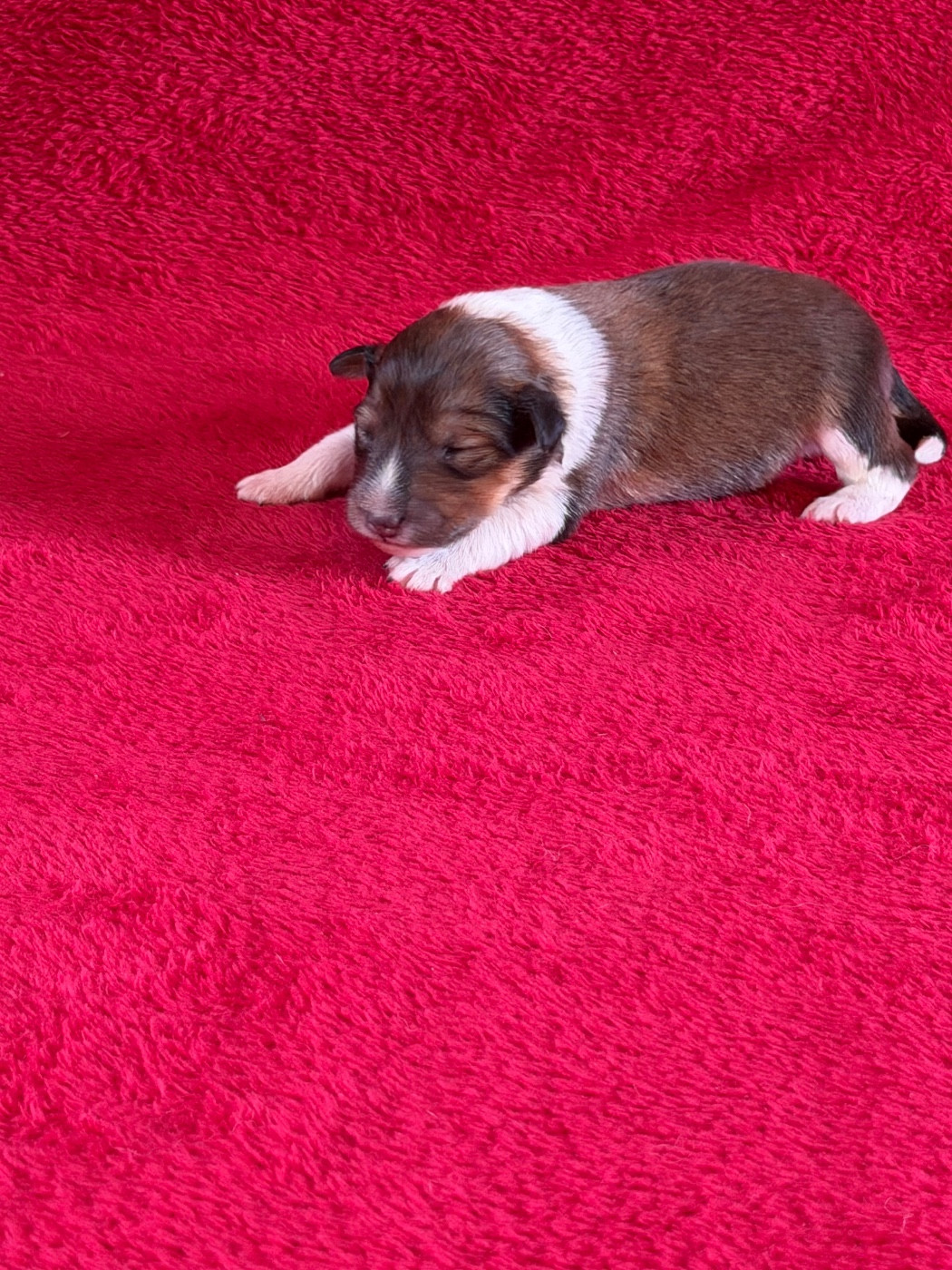 Du Sapin Vert - Chiots disponibles - Shetland Sheepdog