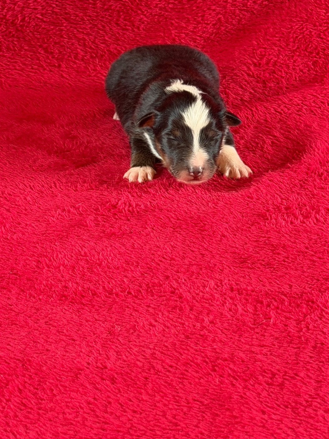 Du Sapin Vert - Chiots disponibles - Shetland Sheepdog