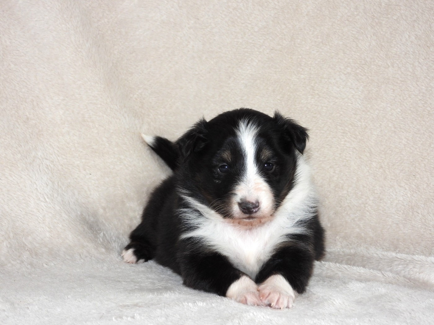Du Sapin Vert - Chiots disponibles - Shetland Sheepdog