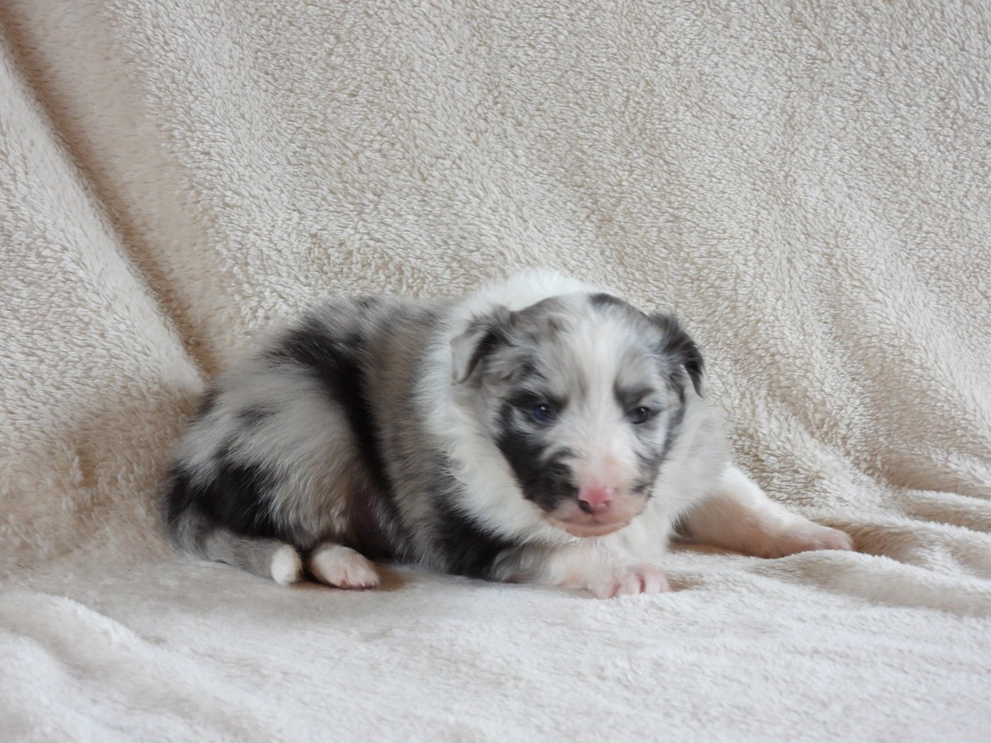 Du Sapin Vert - Chiots disponibles - Shetland Sheepdog