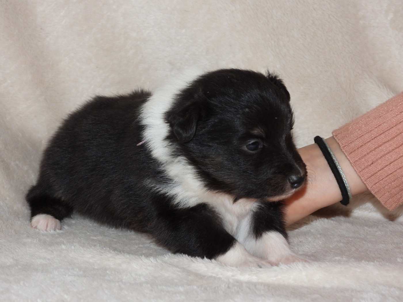 Du Sapin Vert - Chiots disponibles - Shetland Sheepdog