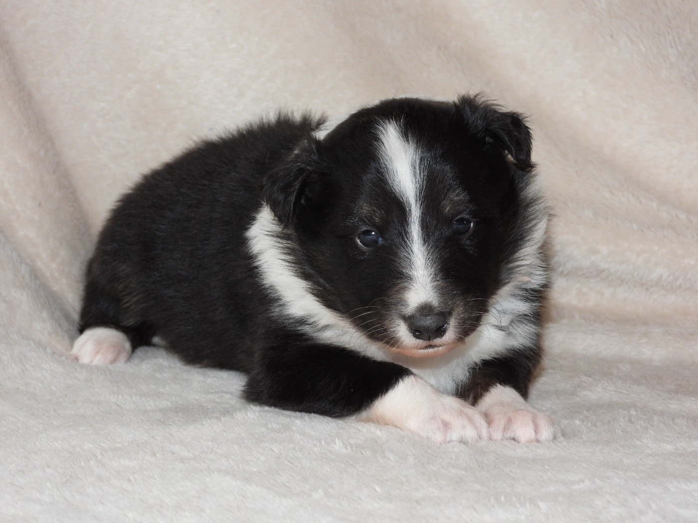Du Sapin Vert - Chiots disponibles - Shetland Sheepdog