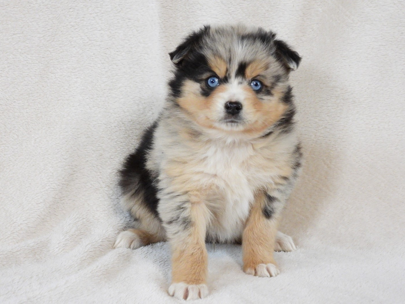 Du Sapin Vert - Chiots disponibles - Berger Américain Miniature 