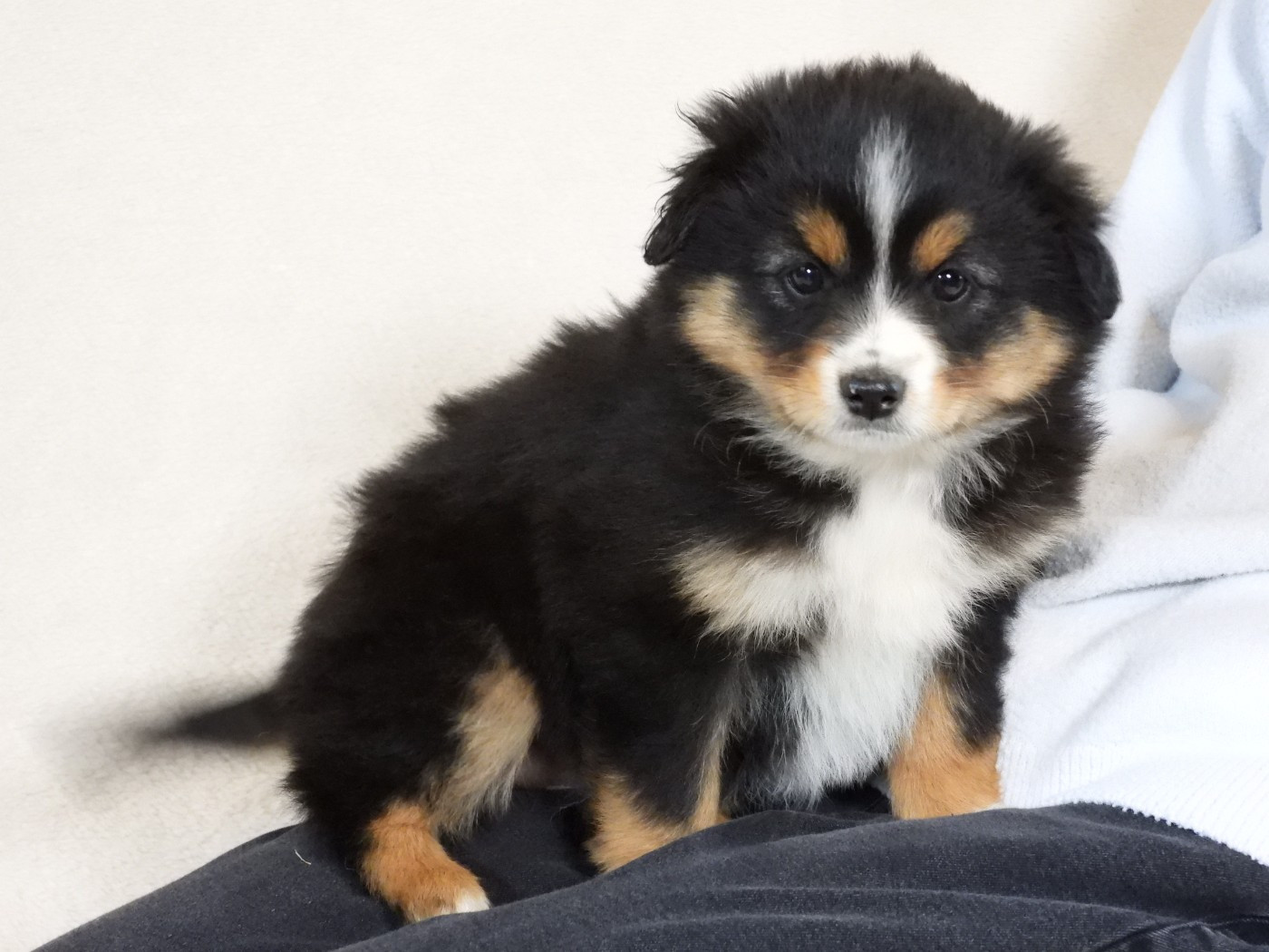 Du Sapin Vert - Chiots disponibles - Berger Américain Miniature 