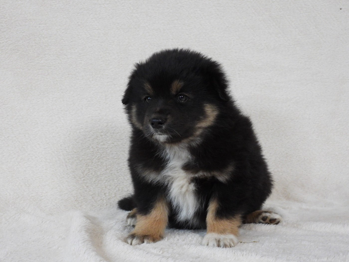 Du Sapin Vert - Chiots disponibles - Berger Américain Miniature 