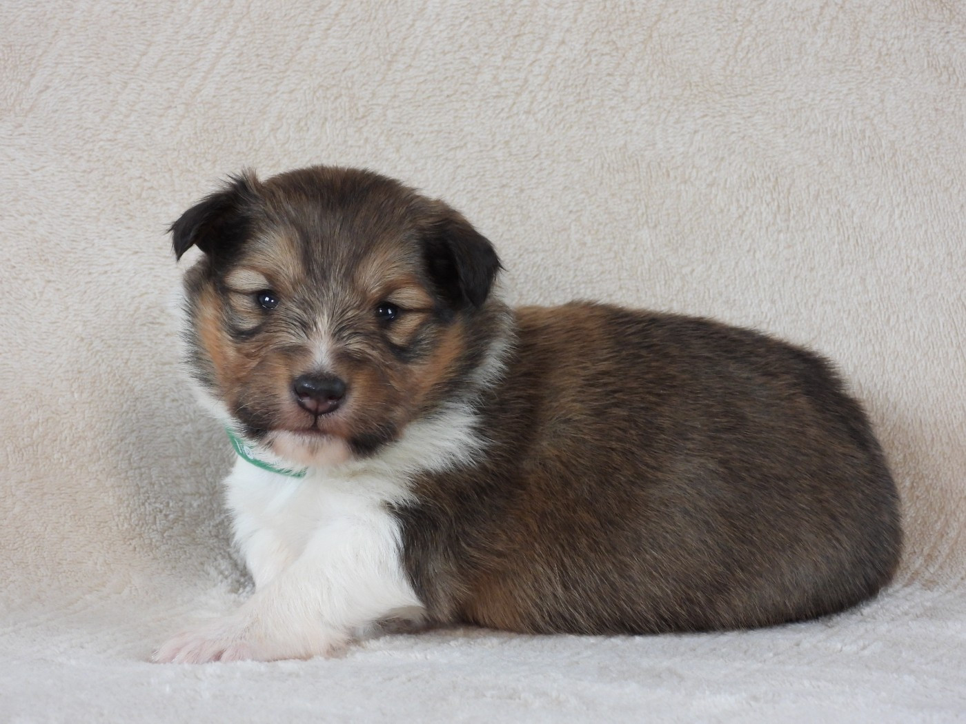 Du Sapin Vert - Chiots disponibles - Shetland Sheepdog