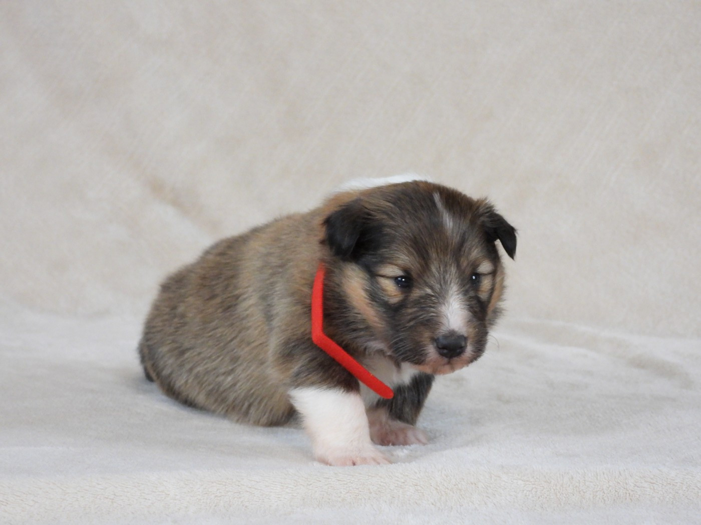 Du Sapin Vert - Chiots disponibles - Shetland Sheepdog