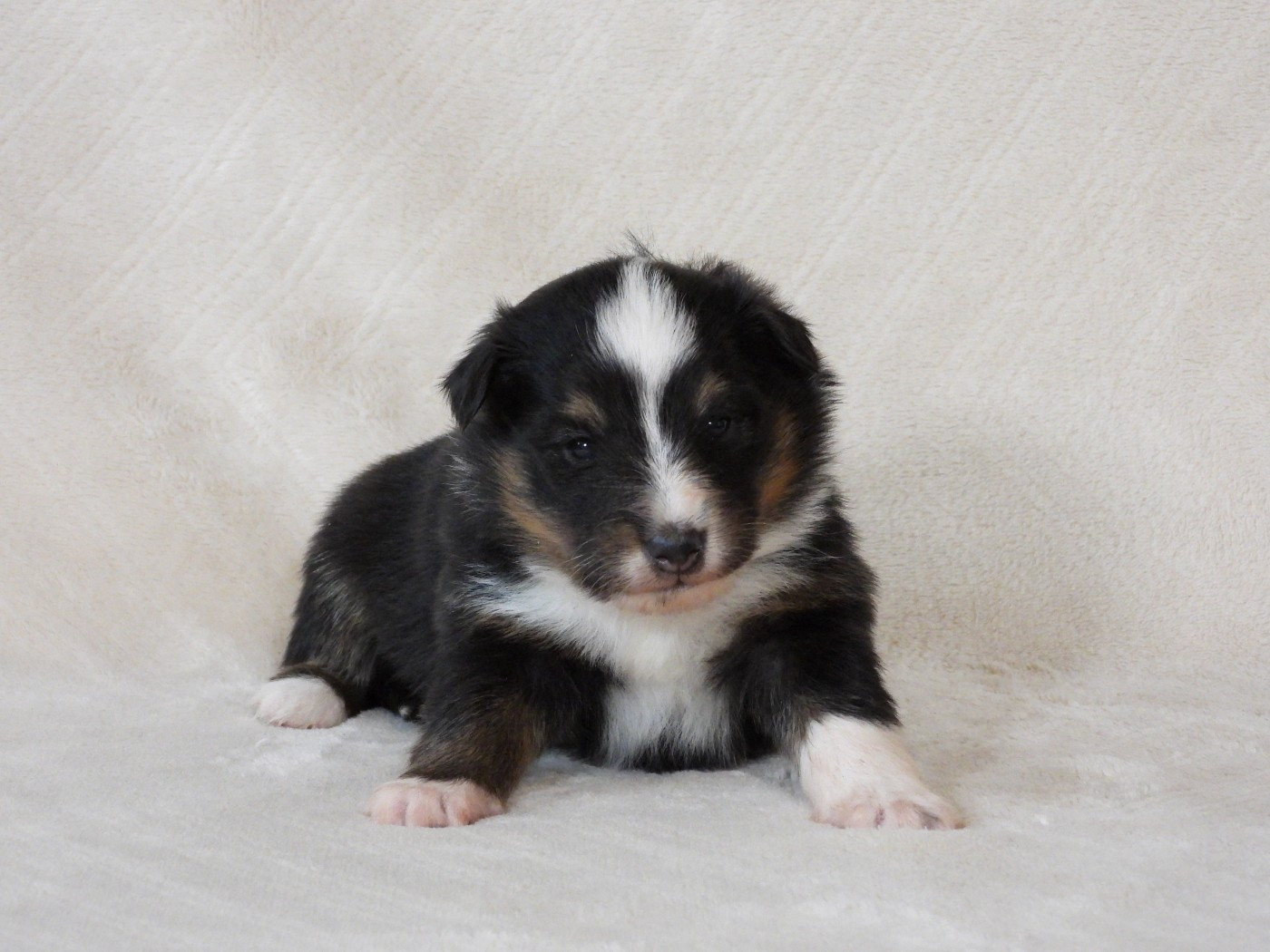 Du Sapin Vert - Chiots disponibles - Shetland Sheepdog