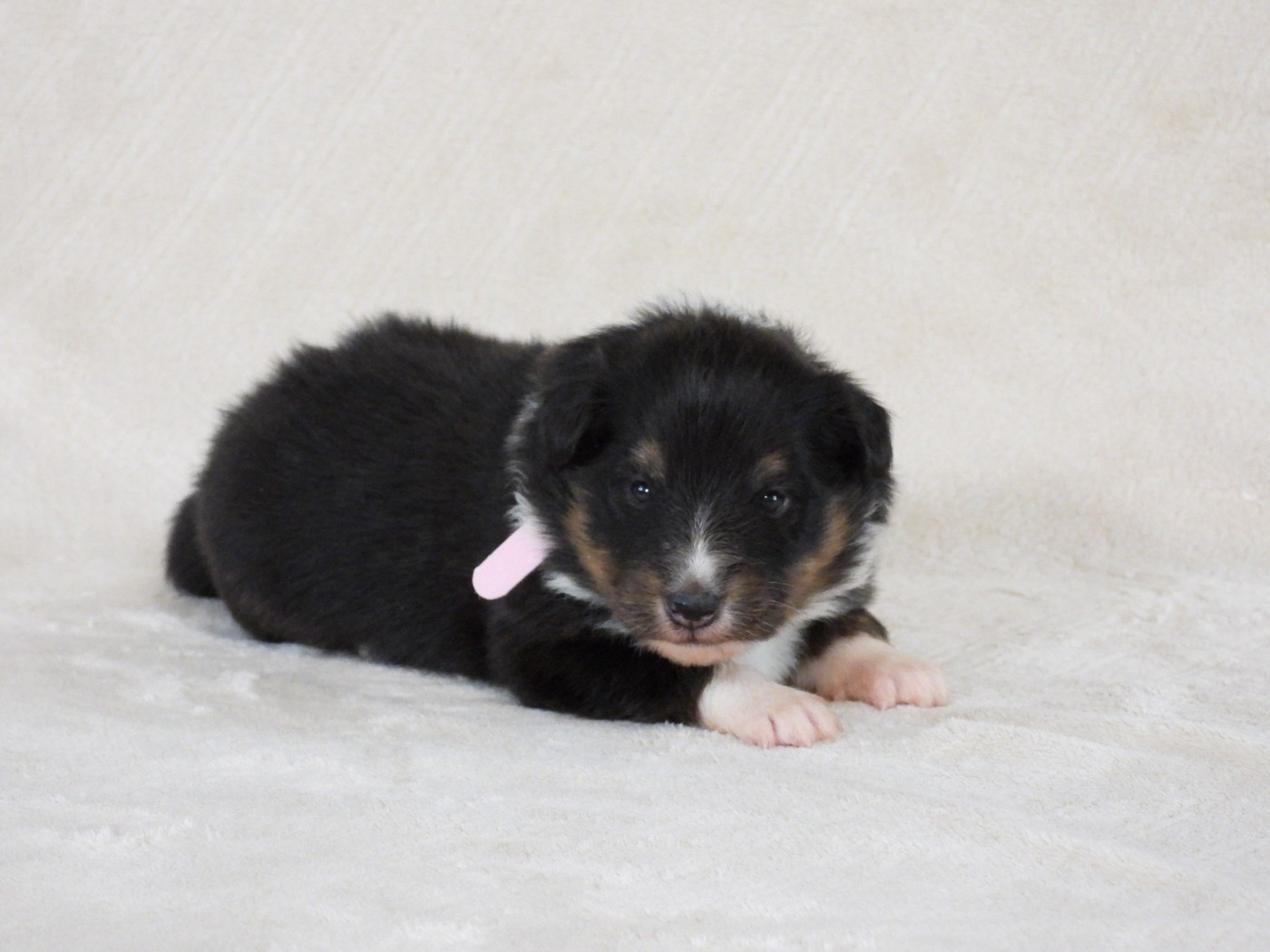 Du Sapin Vert - Chiots disponibles - Shetland Sheepdog