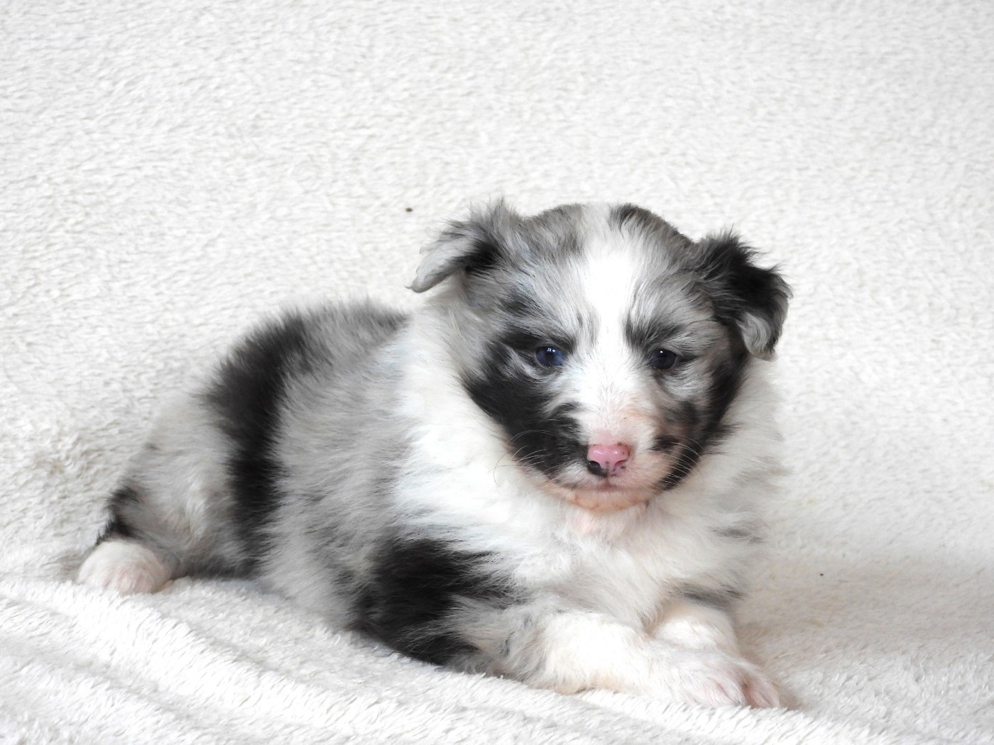 Du Sapin Vert - Chiots disponibles - Shetland Sheepdog