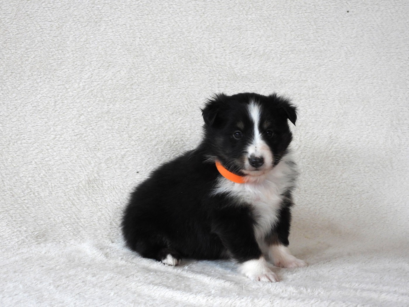 Du Sapin Vert - Chiots disponibles - Shetland Sheepdog