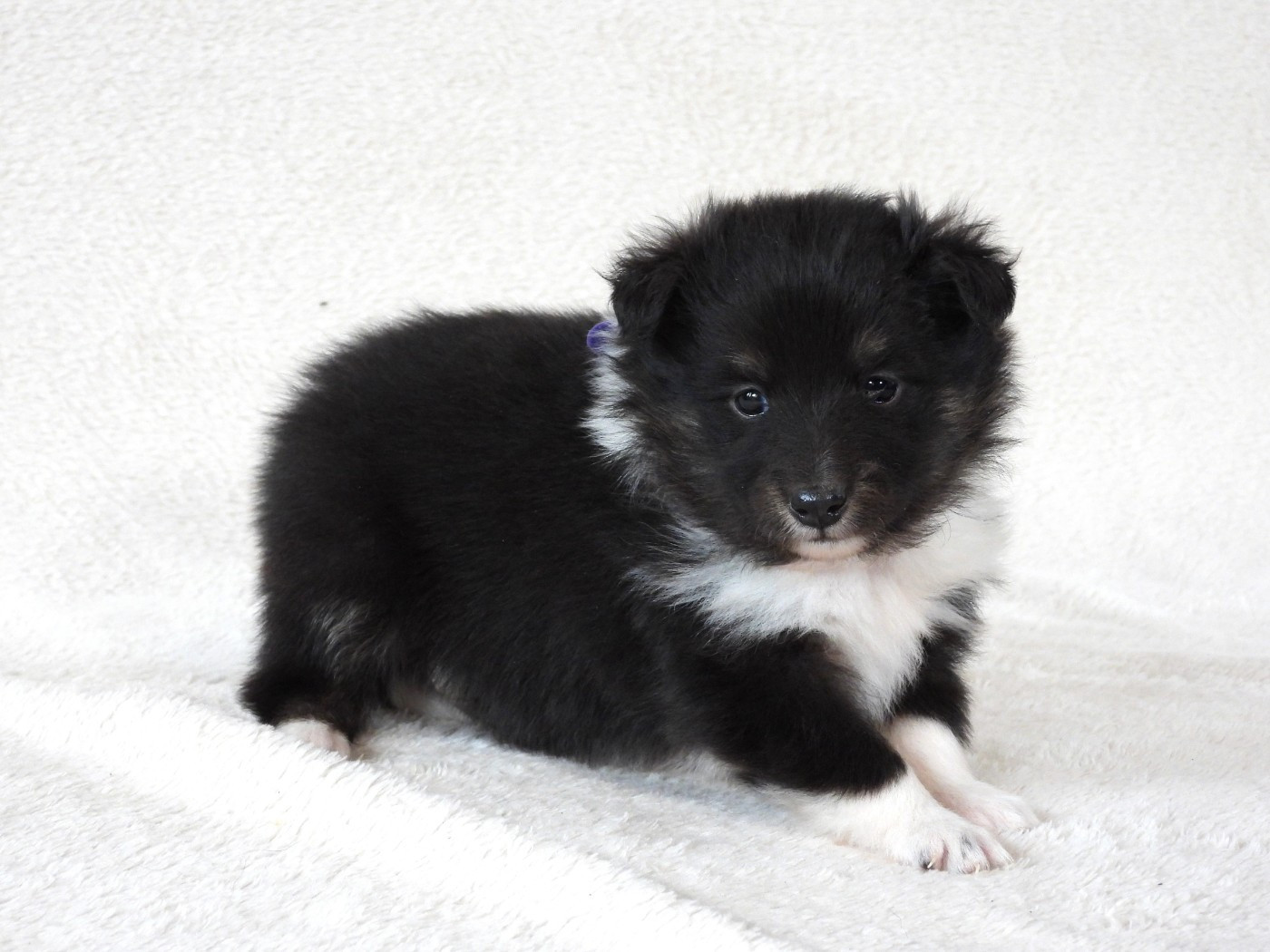 Du Sapin Vert - Chiots disponibles - Shetland Sheepdog