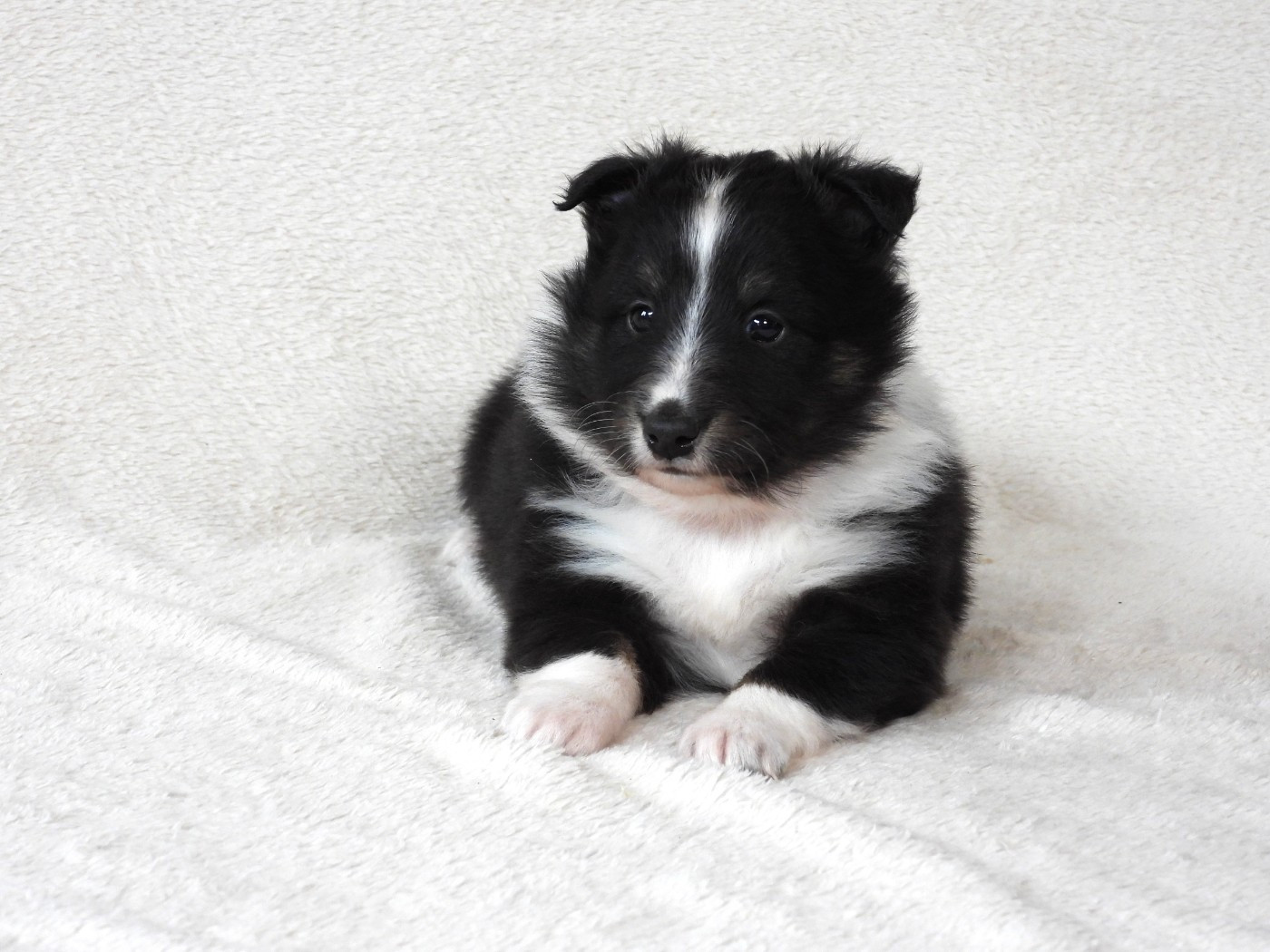 Du Sapin Vert - Chiots disponibles - Shetland Sheepdog