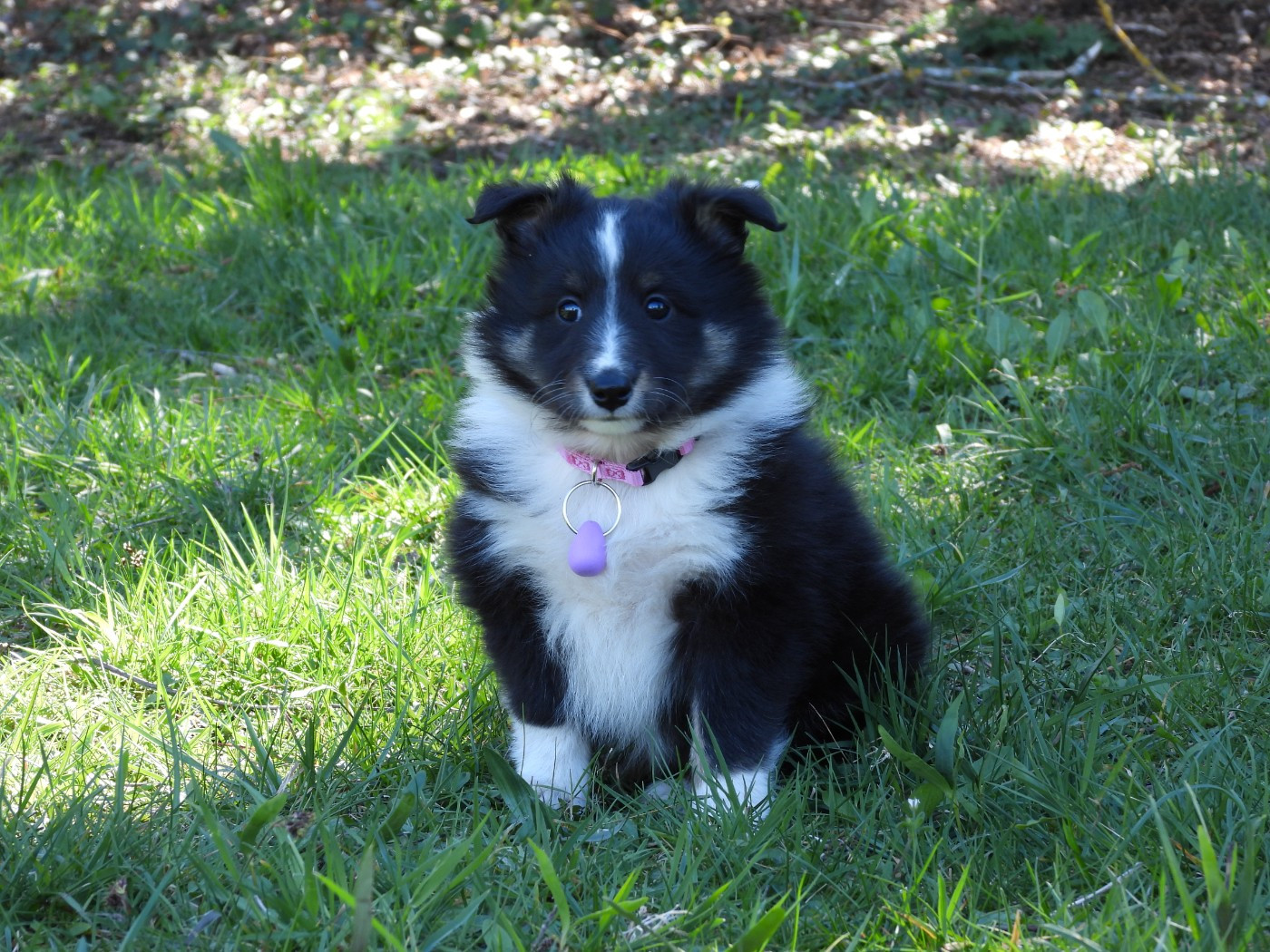 Du Sapin Vert - Chiots disponibles - Shetland Sheepdog
