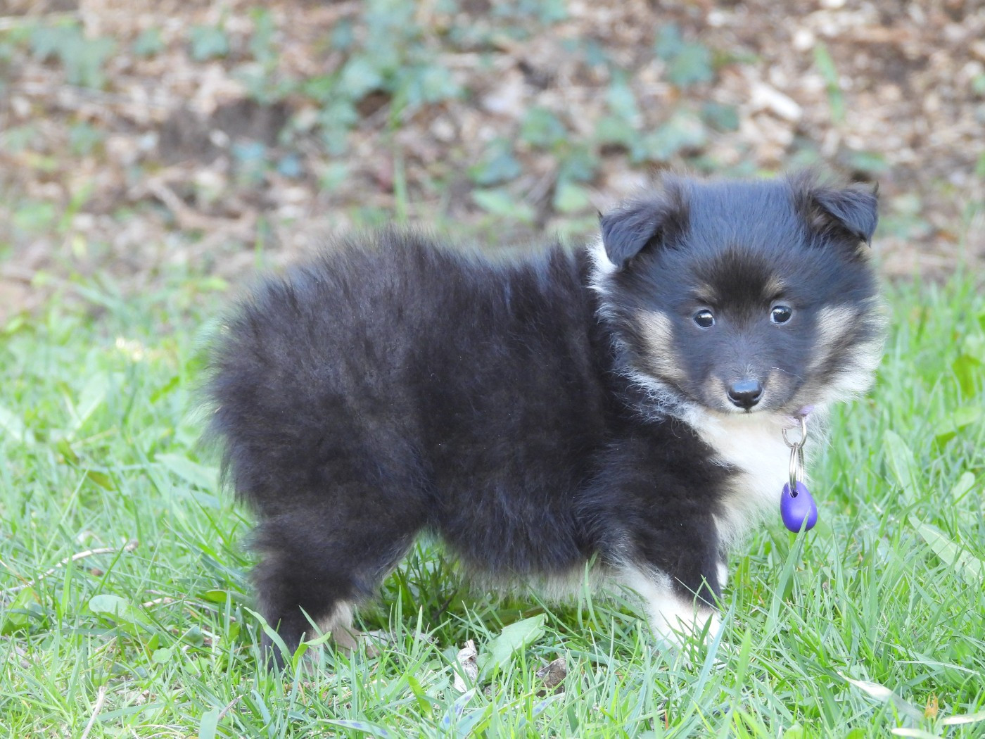 Du Sapin Vert - Chiots disponibles - Shetland Sheepdog