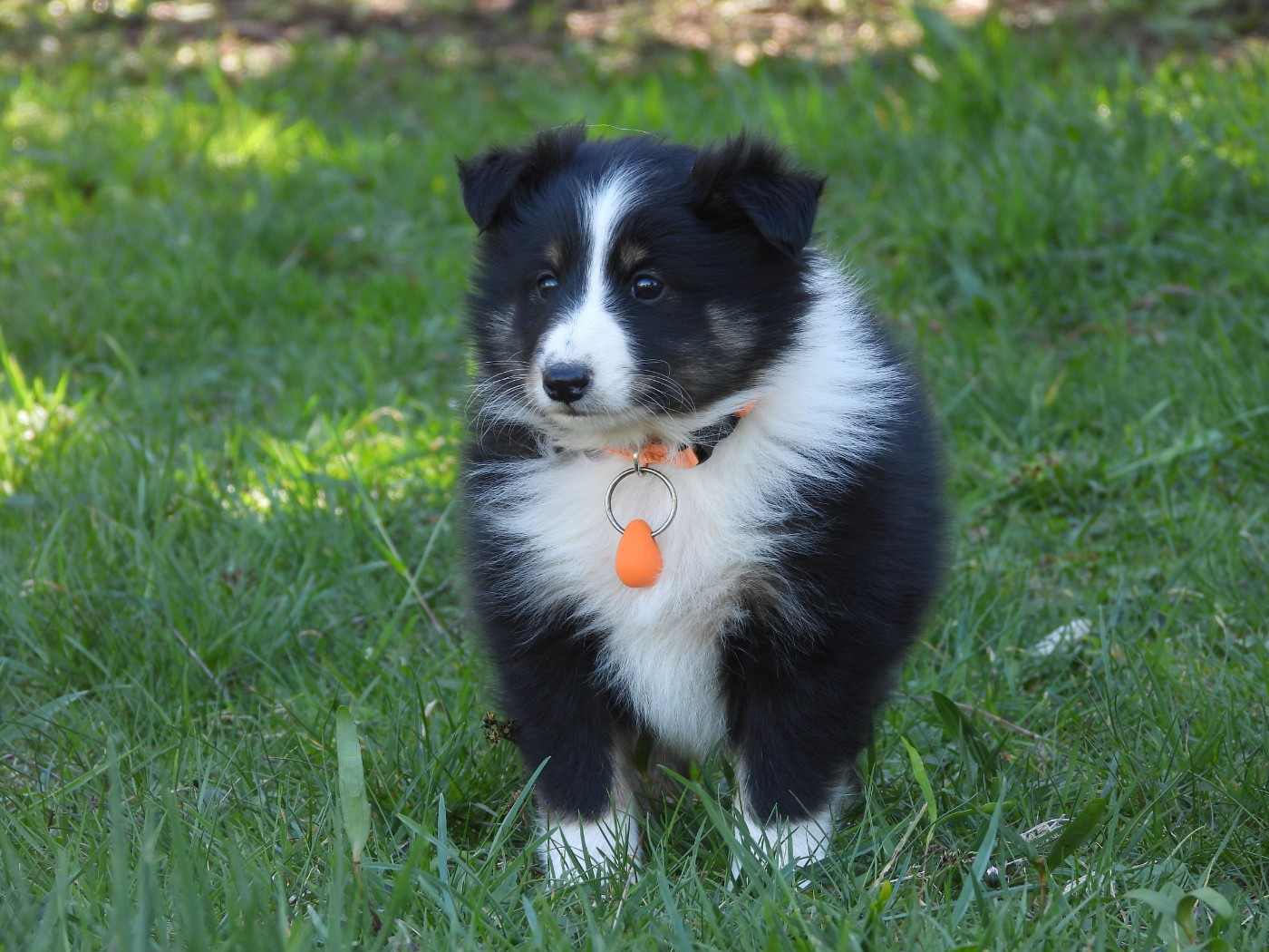 Du Sapin Vert - Chiots disponibles - Shetland Sheepdog