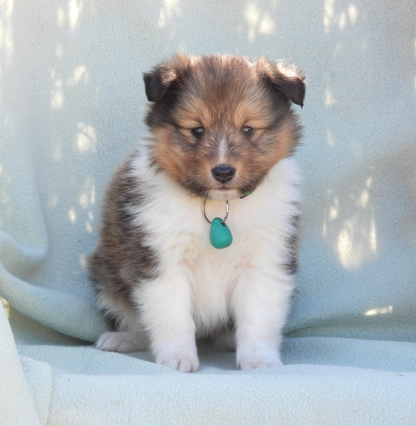 Du Sapin Vert - Chiots disponibles - Shetland Sheepdog