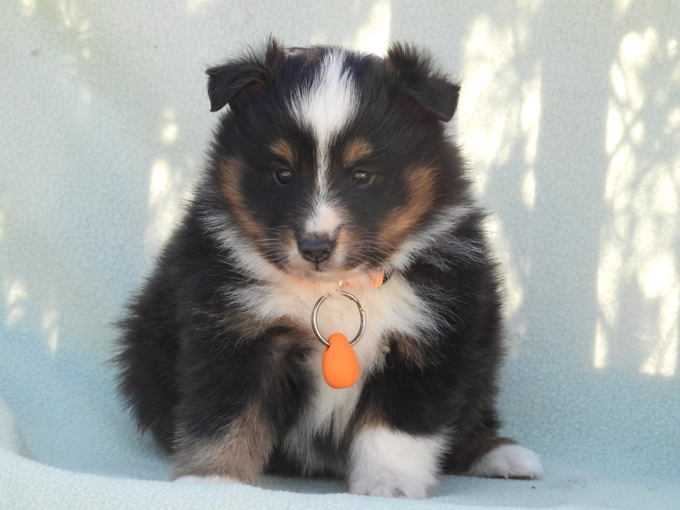 Du Sapin Vert - Chiots disponibles - Shetland Sheepdog