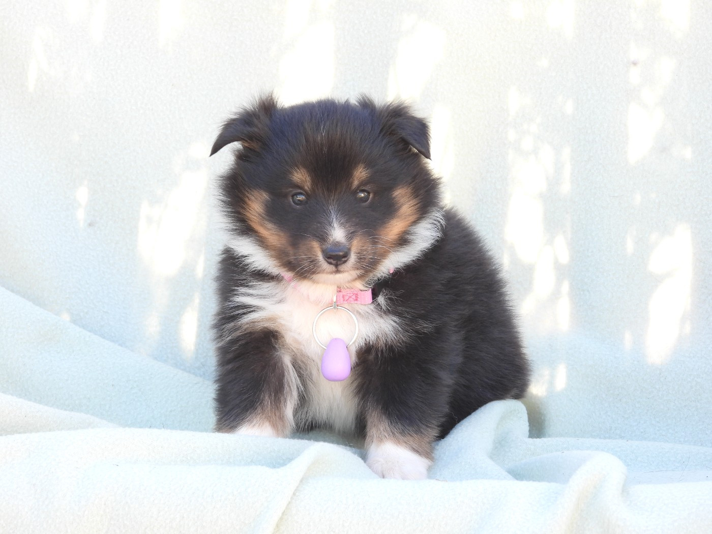 Du Sapin Vert - Chiots disponibles - Shetland Sheepdog