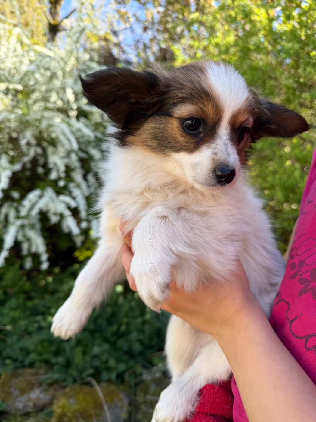 Du Sapin Vert - Chiots disponibles - Epagneul nain Continental (Papillon)