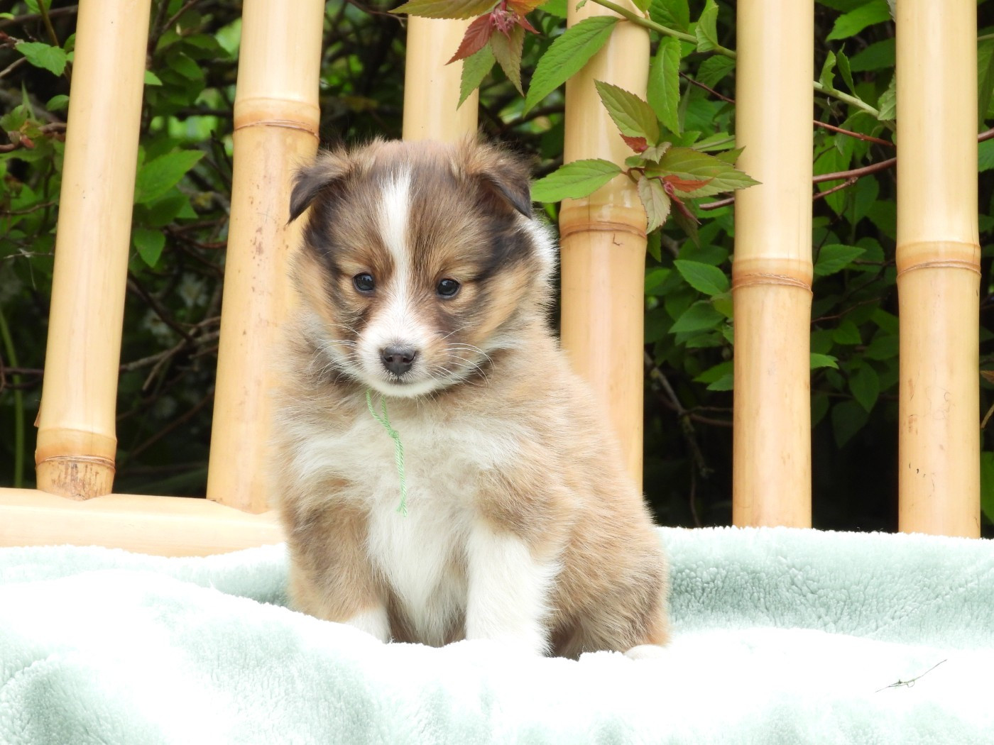 Du Sapin Vert - Chiots disponibles - Shetland Sheepdog