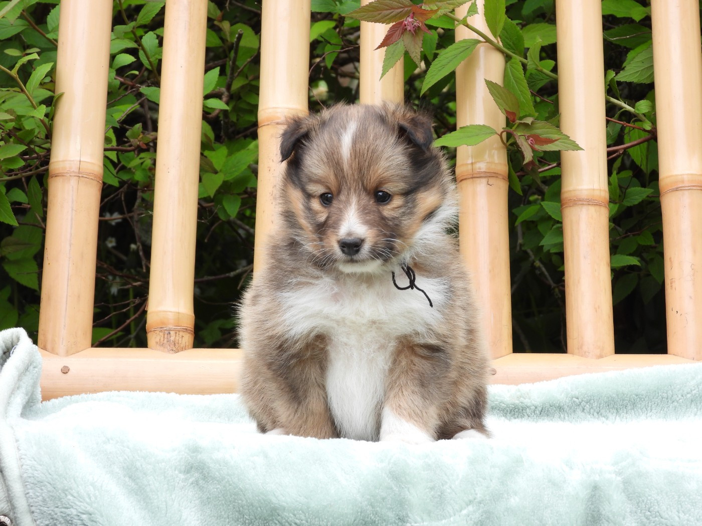 Du Sapin Vert - Chiots disponibles - Shetland Sheepdog