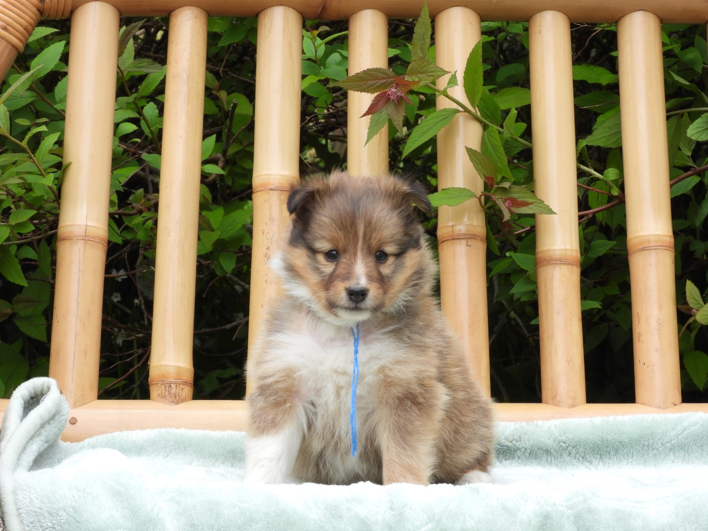Du Sapin Vert - Chiots disponibles - Shetland Sheepdog