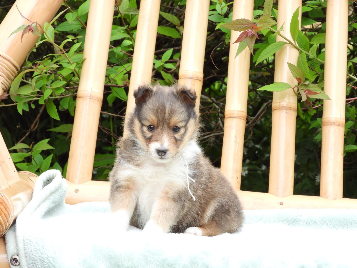 Du Sapin Vert - Chiots disponibles - Shetland Sheepdog