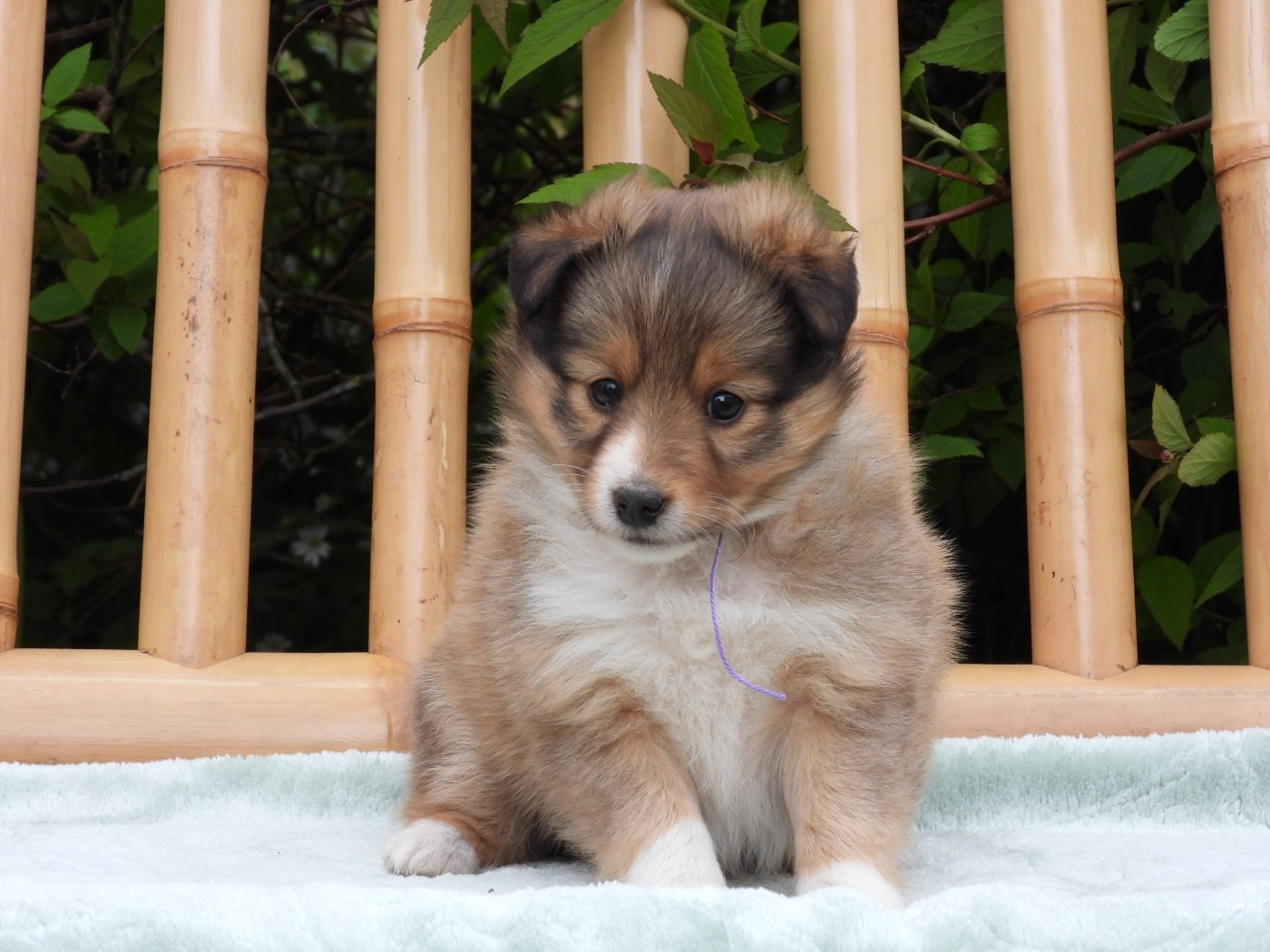 Du Sapin Vert - Chiots disponibles - Shetland Sheepdog