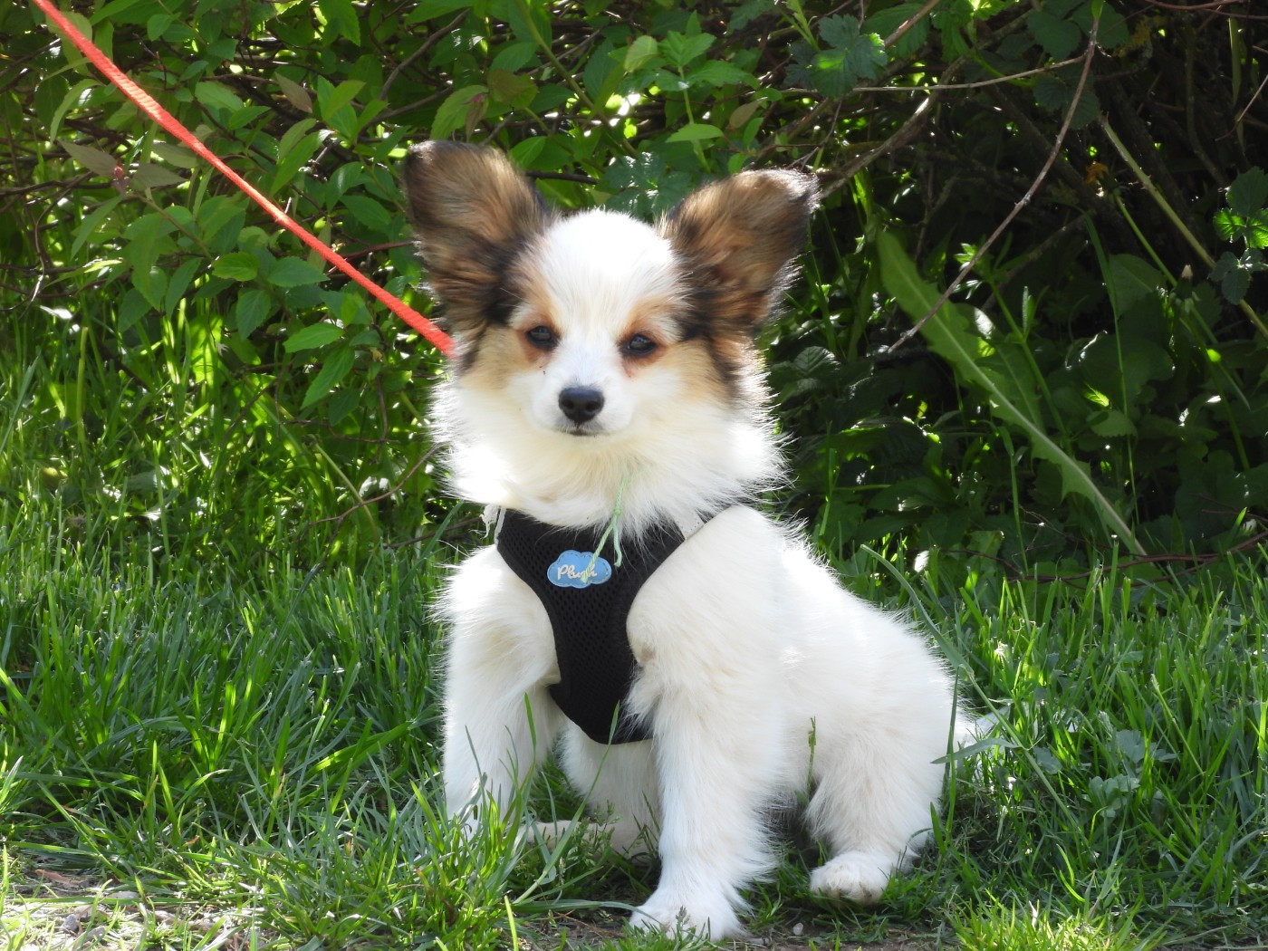 Du Sapin Vert - Chiots disponibles - Epagneul nain Continental (Papillon)