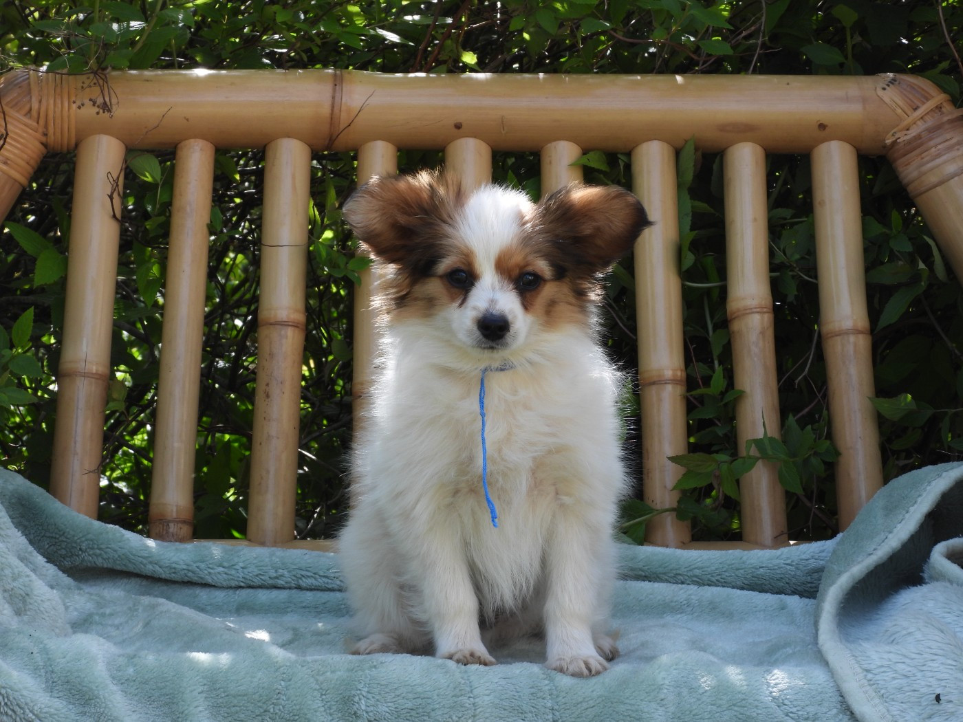 Du Sapin Vert - Chiots disponibles - Epagneul nain Continental (Papillon)