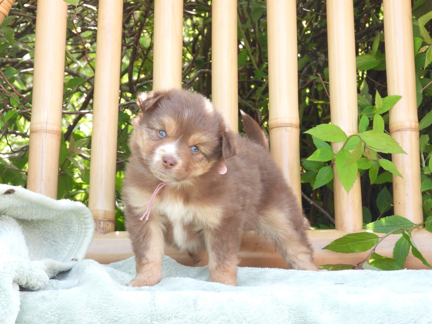 Du Sapin Vert - Chiots disponibles - Berger Américain Miniature 